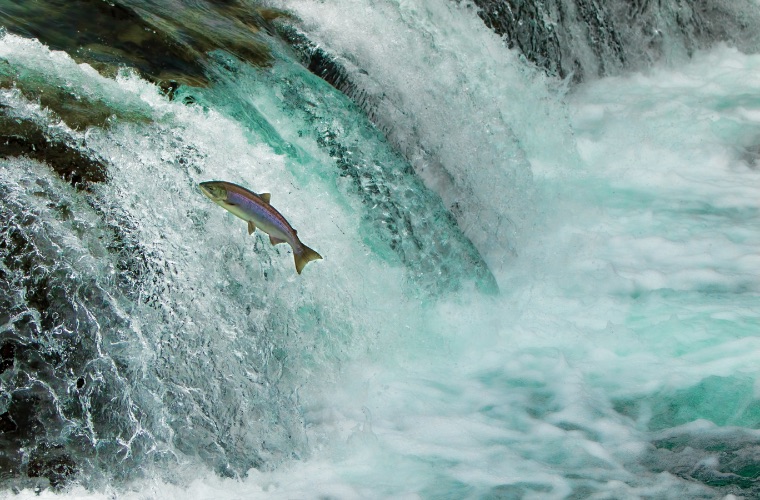 Jumping fish in river