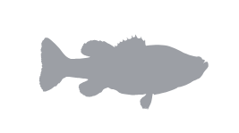 resident fish icon