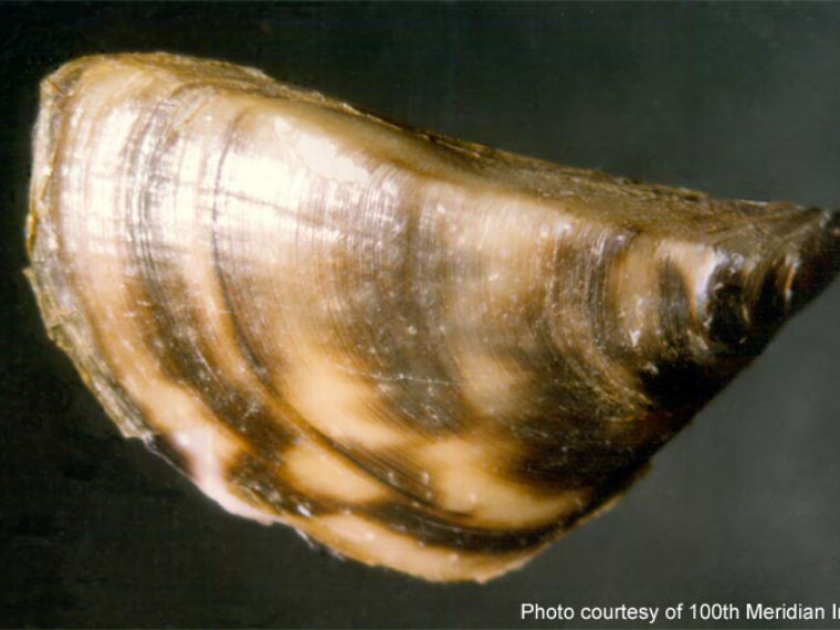 zebra mussel